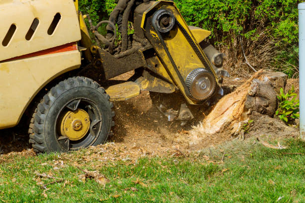 Tree Removal for Businesses in Bingham Farms, MI